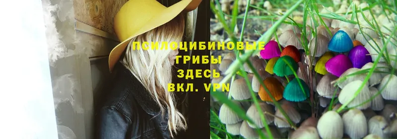 Псилоцибиновые грибы GOLDEN TEACHER Москва